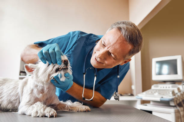 Best Holiday Emergency Dentist in Middletown, MD